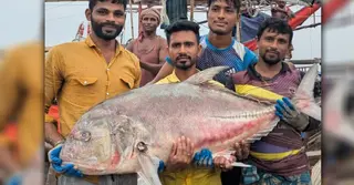 কুয়াকাটা সংলগ্ন সমুদ্রে ধরা পড়লো ৫৪ কেজির বিশাল ‘তবল’ বা ‘ট্রেভ্যালি মাছ’